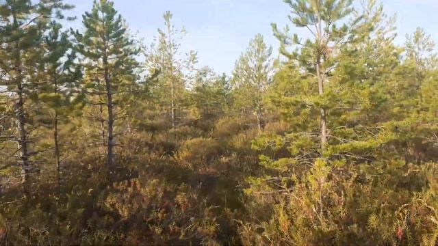 Поиск ягод на болоте 2020 смотреть онлайн