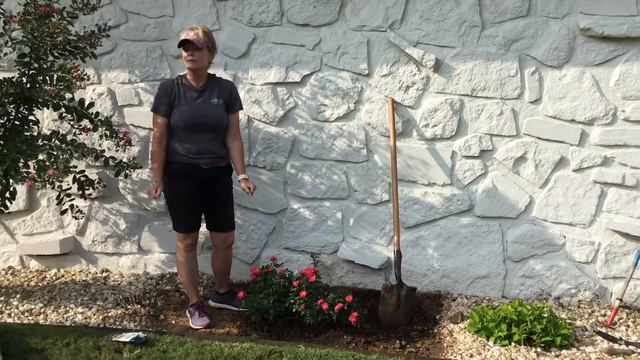 How to Plant a Drift Rose by Sanders Nursery смотреть онлайн