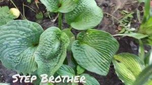 Хоста Brother Stefan в тени и на солнце....и сорт Step brother....