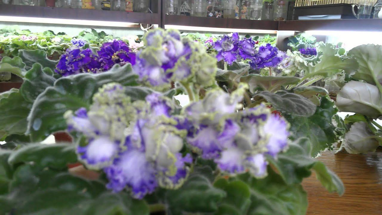 Кухня Фиалки и все о интересных сортах фиалок. смотреть онлайн