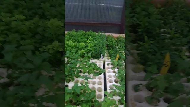 🌺🌿стартовали продажи черенка🌿🌺