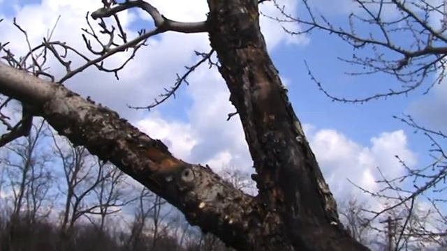 Как лечить больные деревья в саду | смотреть онлайн