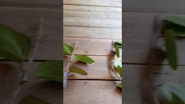 Perbedaan Hoya Glabra Dan Hoya Maxrophylla Dari Ciri Fisik Daun.