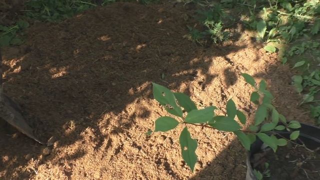 Гортензия метельчатая. Посадка. смотреть онлайн