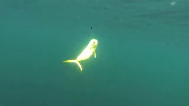 BAJA 2013 - Bahia de los Angeles смотреть онлайн
