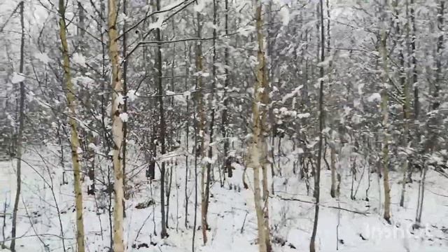 Поиск рогов лося 2023 смотреть онлайн