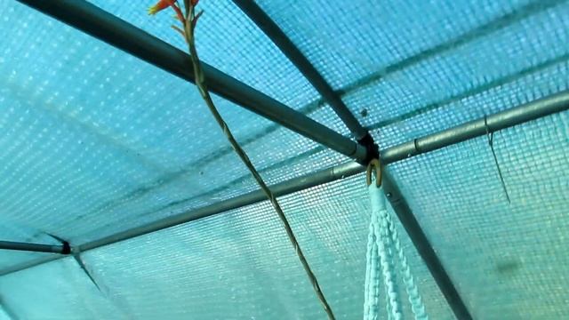 My Aloe humilis ' Spider Aloe' Succulent Plant in beautiful Bloom смотреть онлайн