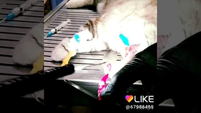 Кот съел ленточку смотреть онлайн