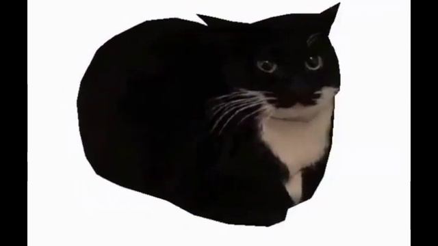Maxwell Cat крутится вокруг 15 минут