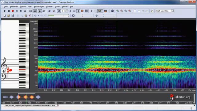 Cricket Sound Slowed Down 20x