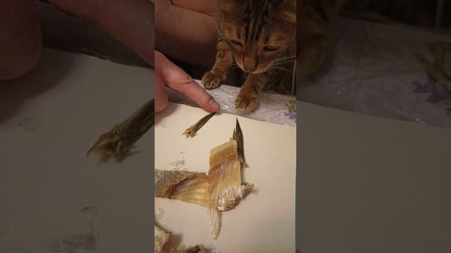 бенгал и рыба