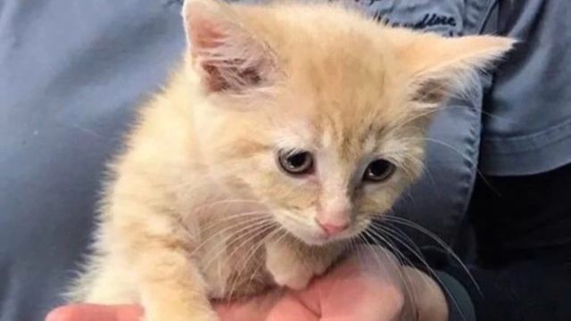 Забитый котенок прижал уши, боясь посмотреть людям в глаза, но теперь его не узнать смотреть онлайн