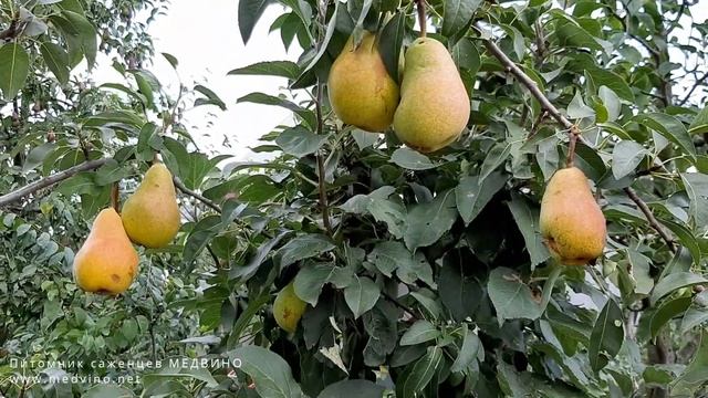 Груша Изольда обзор сорта (вкусовые качества) смотреть онлайн
