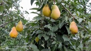 Груша Изольда обзор сорта (вкусовые качества)