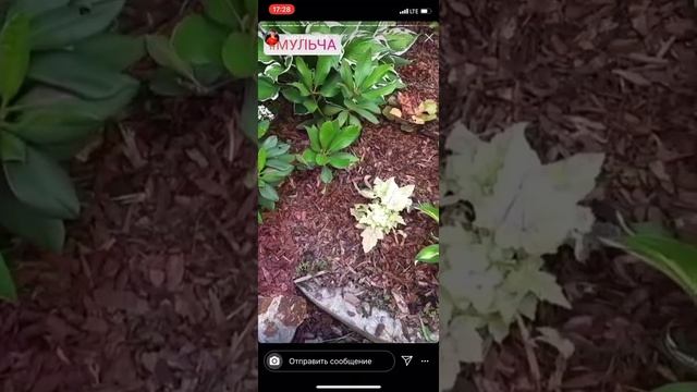 Мульча для хостов из коры лиственницы смотреть онлайн