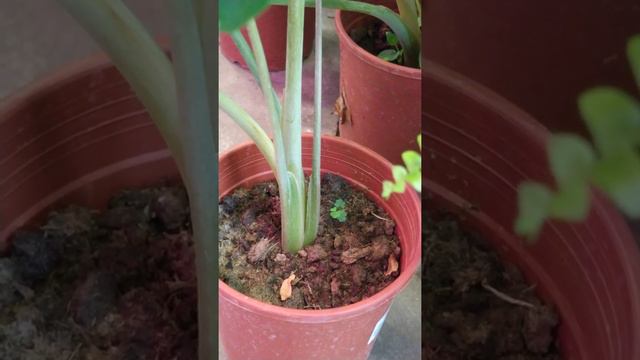 [ Alocasia ‘Hilo Beauty’ ] 迷彩芋 迷彩芋 смотреть онлайн