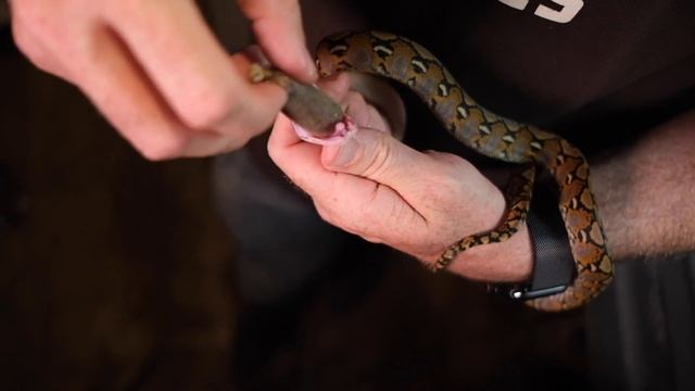 CAN I SAVE A BABY SNAKE'S LIFE? (Force Feeding) смотреть онлайн