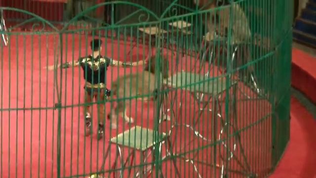 Львы. Цирк. Лев в цирке прыгает как кошка. Lions. Circus. The lion in circus jumps like a cat. смотреть онлайн
