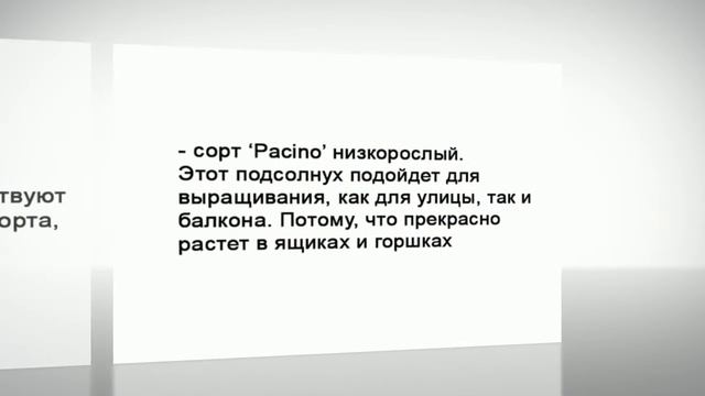 Сорта подсолнечника для дачи смотреть онлайн
