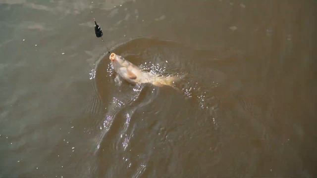 Ловля карпа с каналом РЫБАЛКА С РОБЕРТОМ в Присадовом. Весна 2021. Часть 1 смотреть онлайн