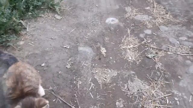 На дачу подбросили двух котят. Что с ними делать??? смотреть онлайн