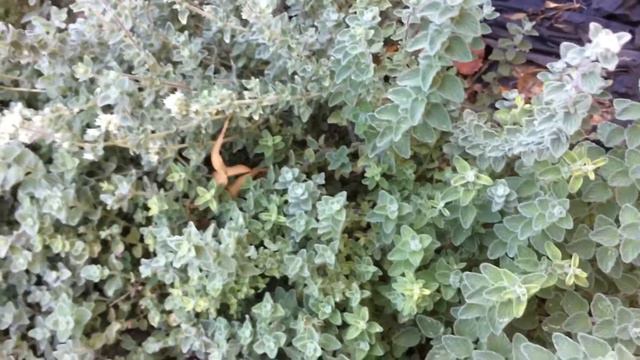 Zaatar Plant (Origanum Syriacum) смотреть онлайн