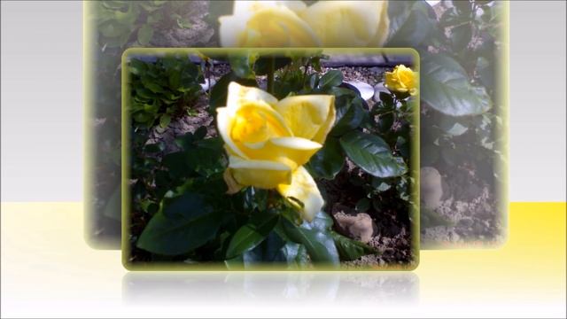 ПРОСТО РОЗЫ смотреть онлайн