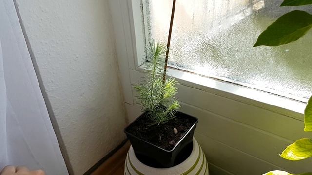 Занесла ПЕРЕЦ на зиму, что получилось? ПОСЛЕДНИЙ обзор ОГОРОДА на БАЛКОНЕ смотреть онлайн