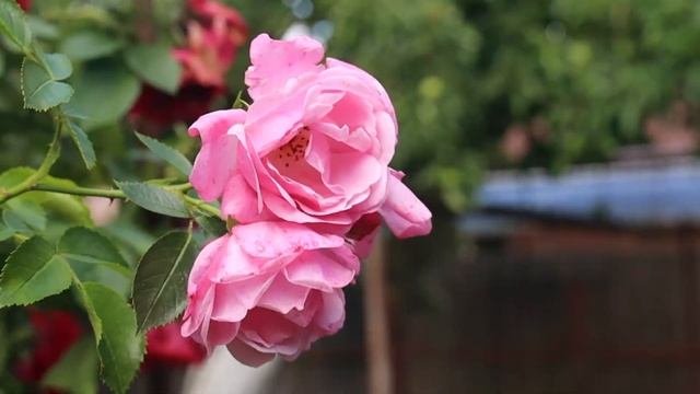 Дачные секреты. Нужно ли обрезать розы летом после цветения? смотреть онлайн