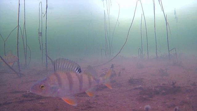 Окунь живет в камышах! Глубина 1,5 метра! смотреть онлайн