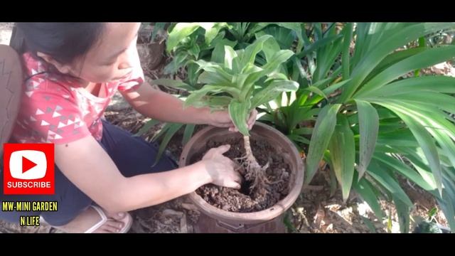 Basket Plants | Propagating Callisia Fragrans | Tanam Pokok Callisia Fragrans