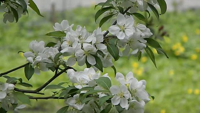 Malus spectabilis смотреть онлайн