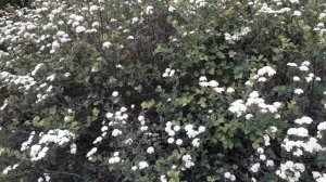 Спирея трехлопастная