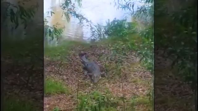 Jumpy guy’s chased by Doggo ?? смотреть онлайн