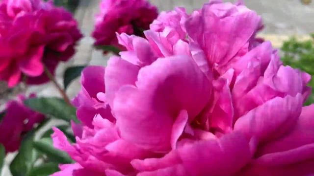 ПИОНЫ - профессиональный посадочный материал из Нидерландов. смотреть онлайн