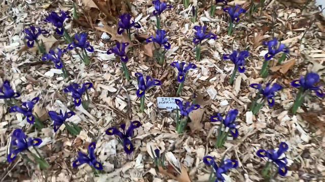 🌸🌼🌺мой «🪴ЗИМНИЙ САД🪴»мой «🌸БАЛКОН🌸»и мой «🌺ТАИНСТВЕННЫЙ САД 🌺»26-31марта2022год🌺🌼🌸 смотреть онлайн