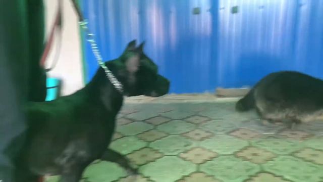 Енот знакомства с Питбулем смотреть онлайн