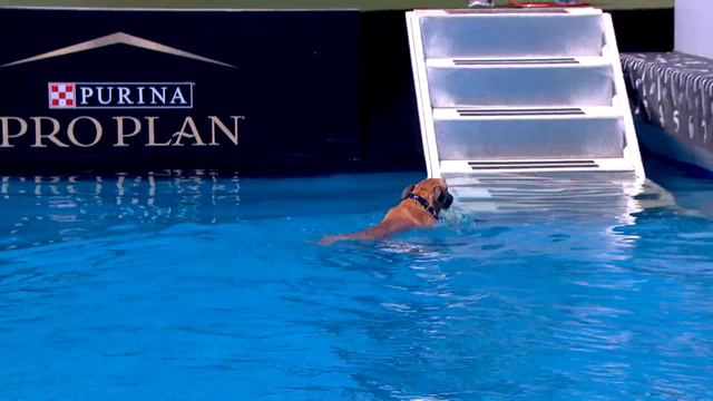 Dog Sports: Dog Diving And Fetch Competition