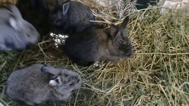 Маленькие кролики 10-15 дней , их жизнь только началась , открыли глаза и прыгают смотреть онлайн