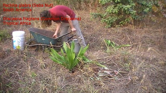Day 207 - Another step towards living in a Saba-nut (Pachira glabra) forest смотреть онлайн
