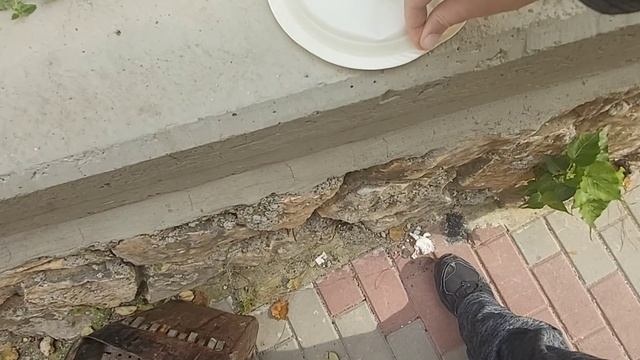 Приглашаю со мной покормить котиков. Погуляем, поснимаем. Я нашёл копилку и жёлуди))) смотреть онлайн