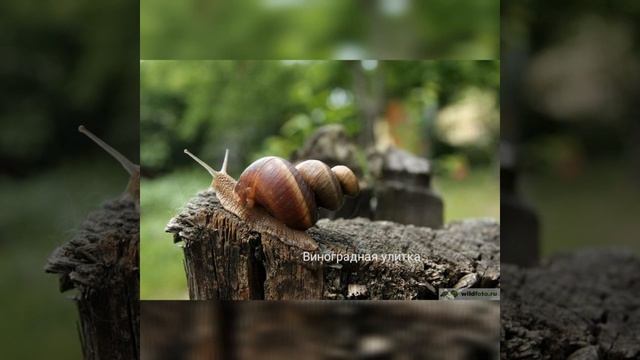 Разные типы улиток смотреть онлайн