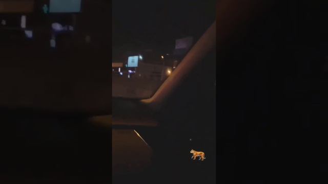 skodabeznomerov смотреть онлайн