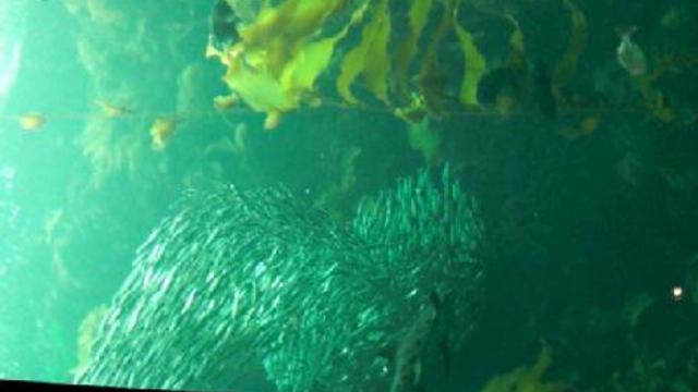 монтерей. аквариум 010 смотреть онлайн