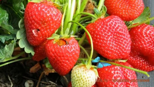 Земляника садовая Арабелла (arabella) ? обзор: как сажать, рассада, саженцы земляники Арабелла смотреть онлайн