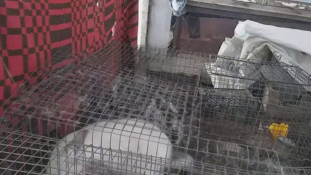 простой способ лечения ушного клеща у кроликов смотреть онлайн