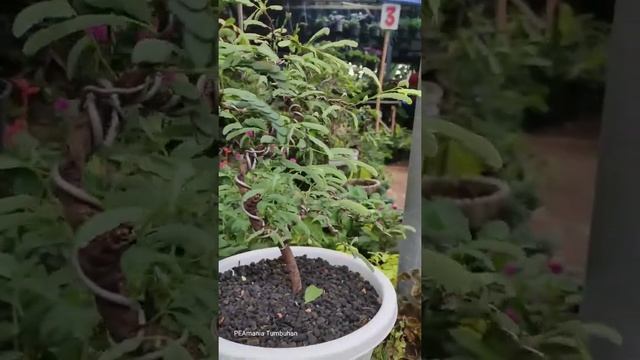 bonsai tamarindus indica смотреть онлайн