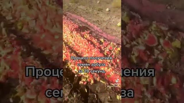 Получение семян арбуза за 20 секунд. смотреть онлайн