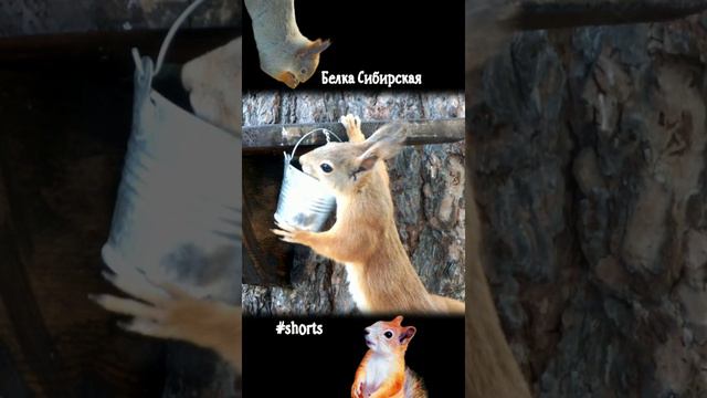 Белка лакает воду