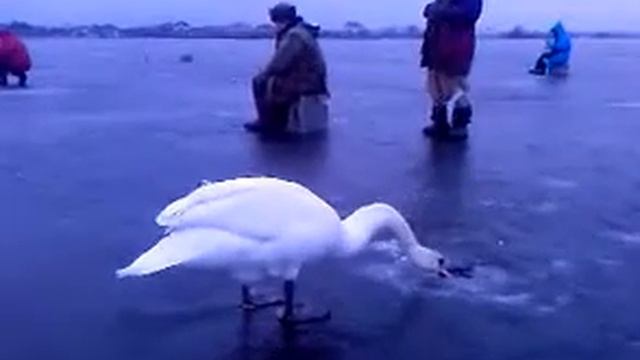 Лебедь смотреть онлайн